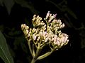 Cylindrical Viburnum